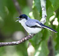 Tropical Gnatcatcher