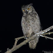 Great Horned Owl