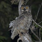 Great Horned Owl