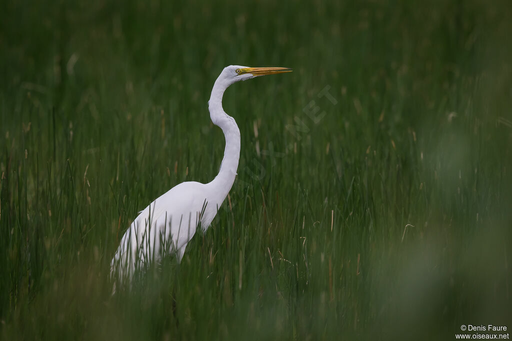 Great Egretadult