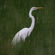 Grande Aigrette