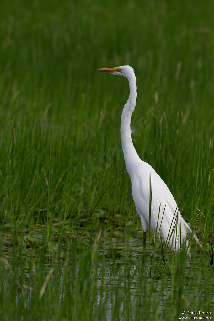 Great Egretadult