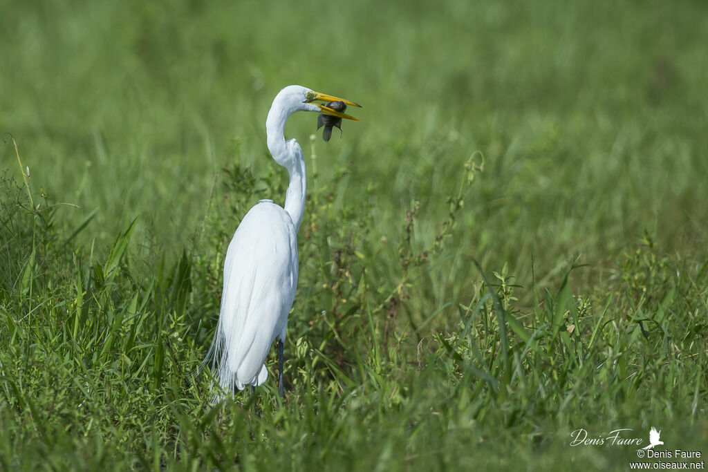 Great Egretadult, walking, fishing/hunting, eats