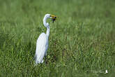 Grande Aigrette