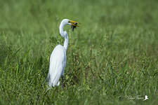 Grande Aigrette