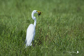 Great Egret