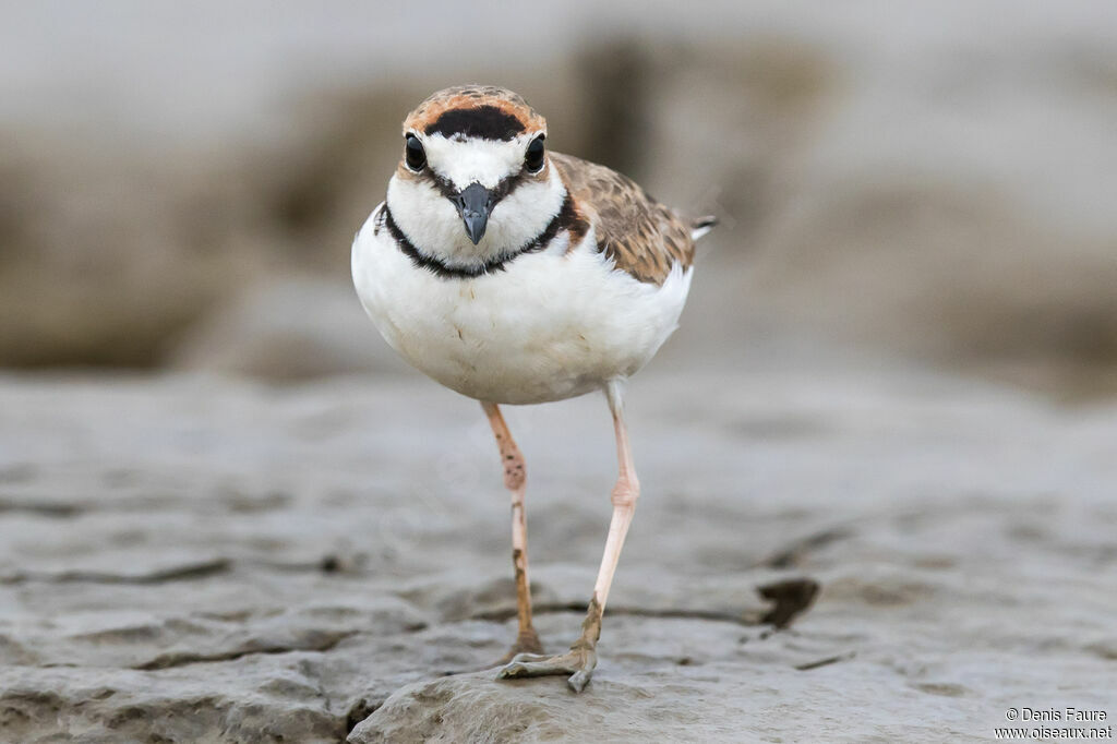 Collared Plover