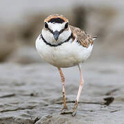 Collared Plover