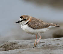 Collared Plover