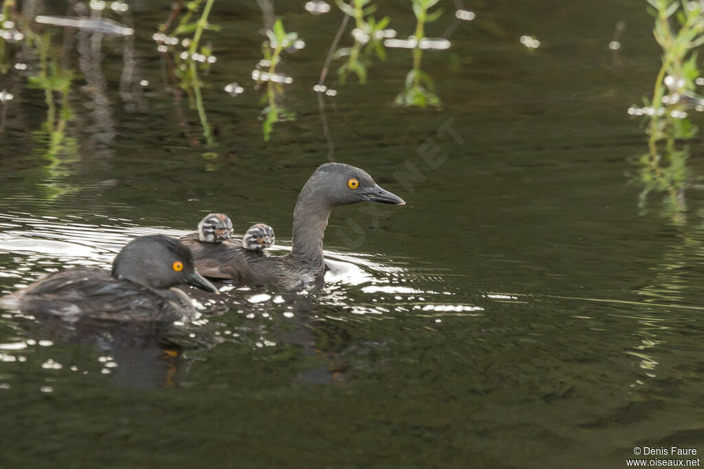 Least Grebe, swimming