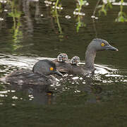 Least Grebe