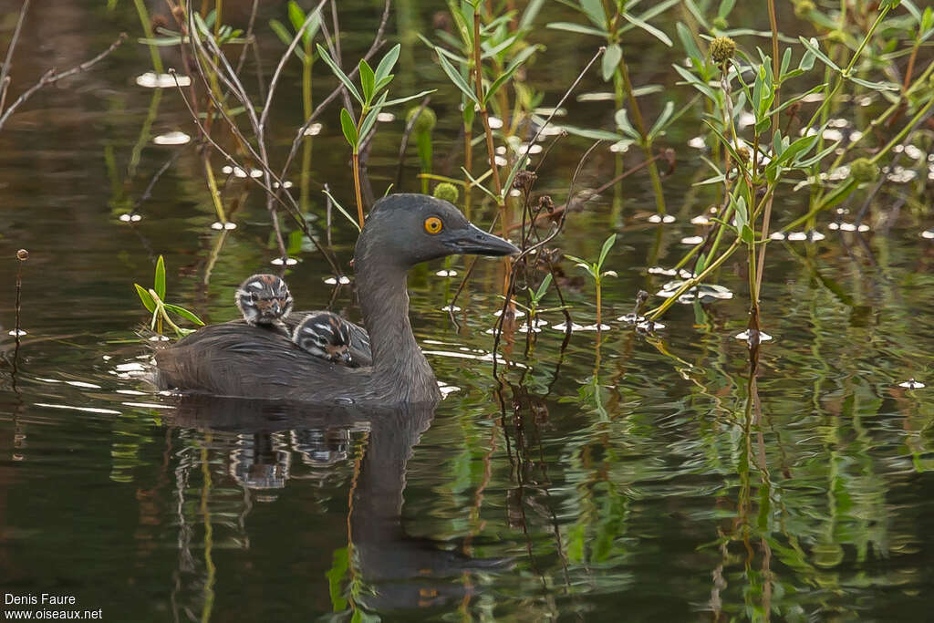 Least Grebe, swimming, Reproduction-nesting