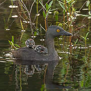 Least Grebe