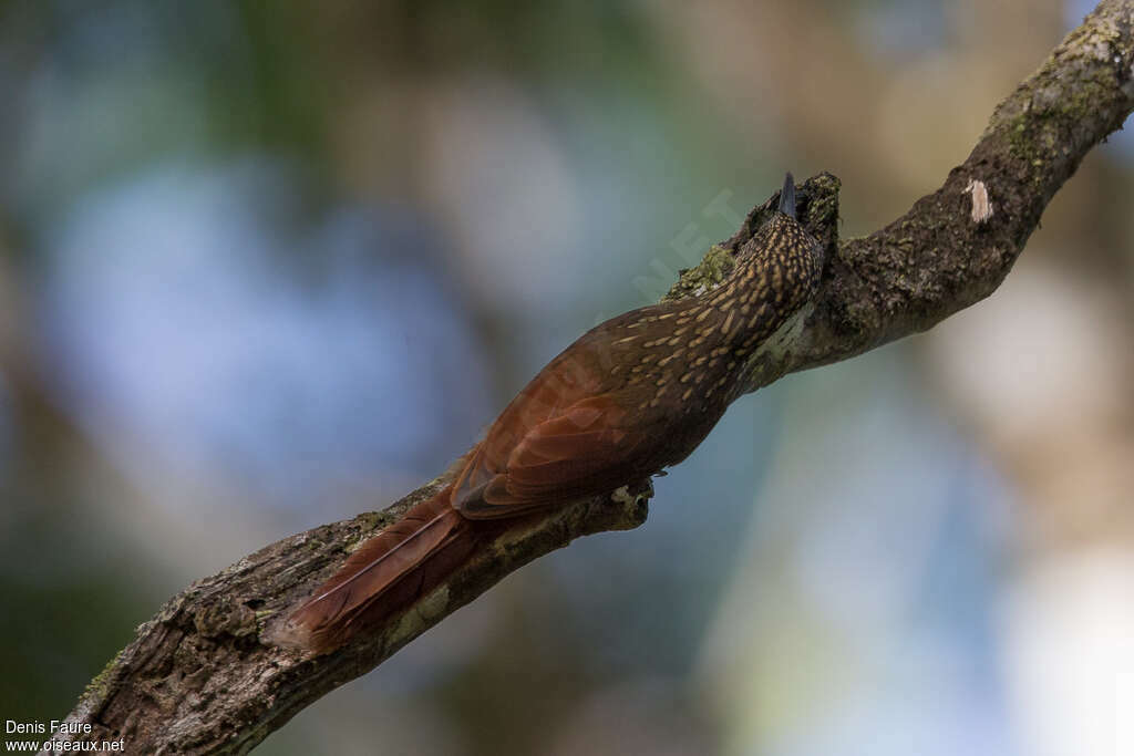 Chestnut-rumped Woodcreeperadult, habitat, pigmentation, fishing/hunting, Behaviour