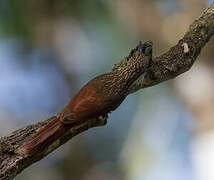 Chestnut-rumped Woodcreeper