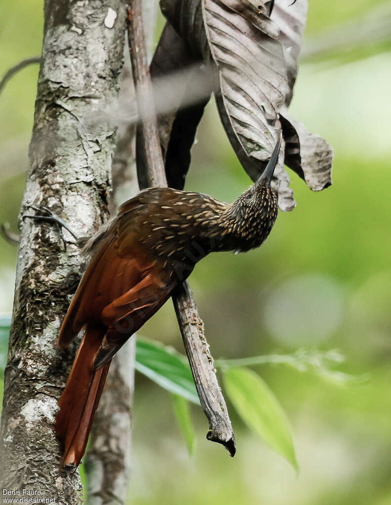 Chestnut-rumped Woodcreeperadult, pigmentation