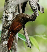 Chestnut-rumped Woodcreeper