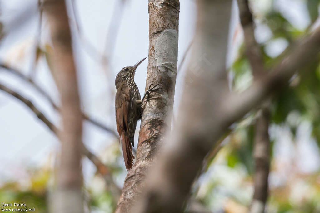 Grimpar lancéoléadulte, identification