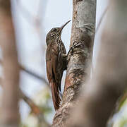 Guianan Woodcreeper