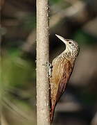 Straight-billed Woodcreeper