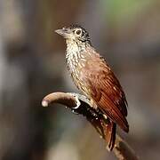 Straight-billed Woodcreeper