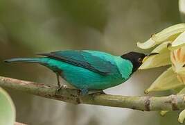 Green Honeycreeper