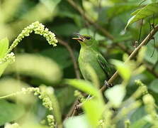 Green Honeycreeper