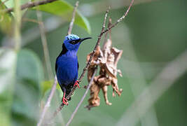 Red-legged Honeycreeper