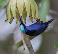 Red-legged Honeycreeper