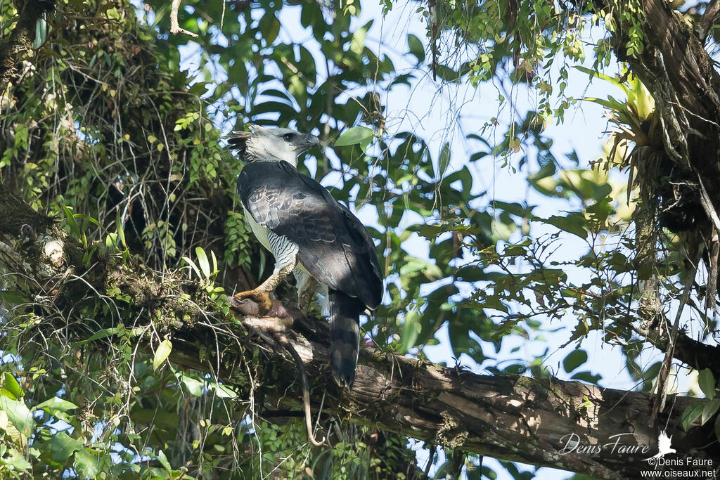 Harpie féroceadulte, pêche/chasse, mange