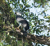 Harpy Eagle