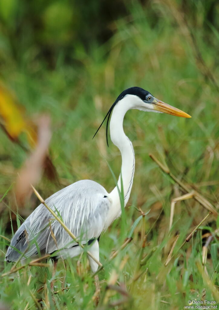 Cocoi Heron