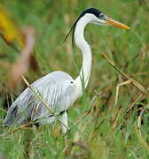 Cocoi Heron