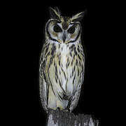 Striped Owl