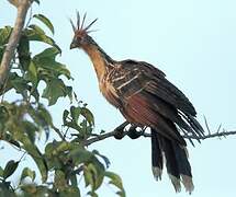 Hoatzin