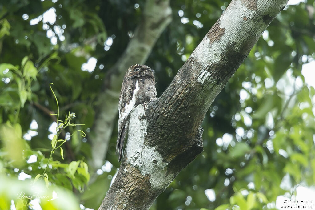 Ibijau à ailes blanchesadulte