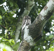 White-winged Potoo