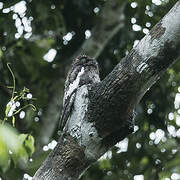 White-winged Potoo