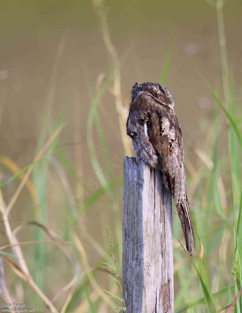 Common Potooadult, identification