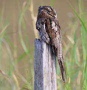 Common Potoo