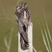 Common Potoo