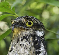 Common Potoo