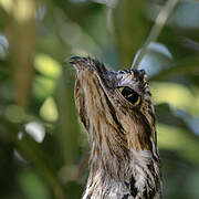 Common Potoo