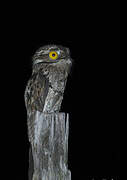 Common Potoo