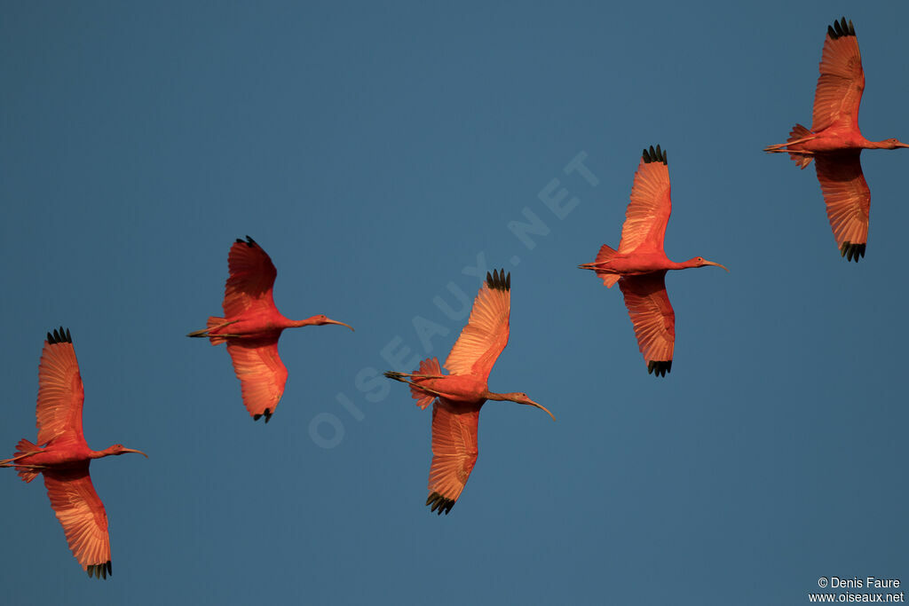 Scarlet Ibis