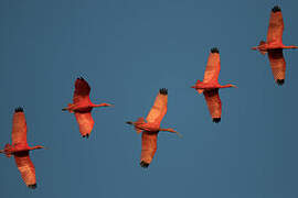 Scarlet Ibis