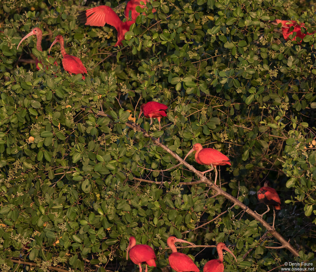 Ibis rouge