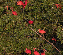 Scarlet Ibis