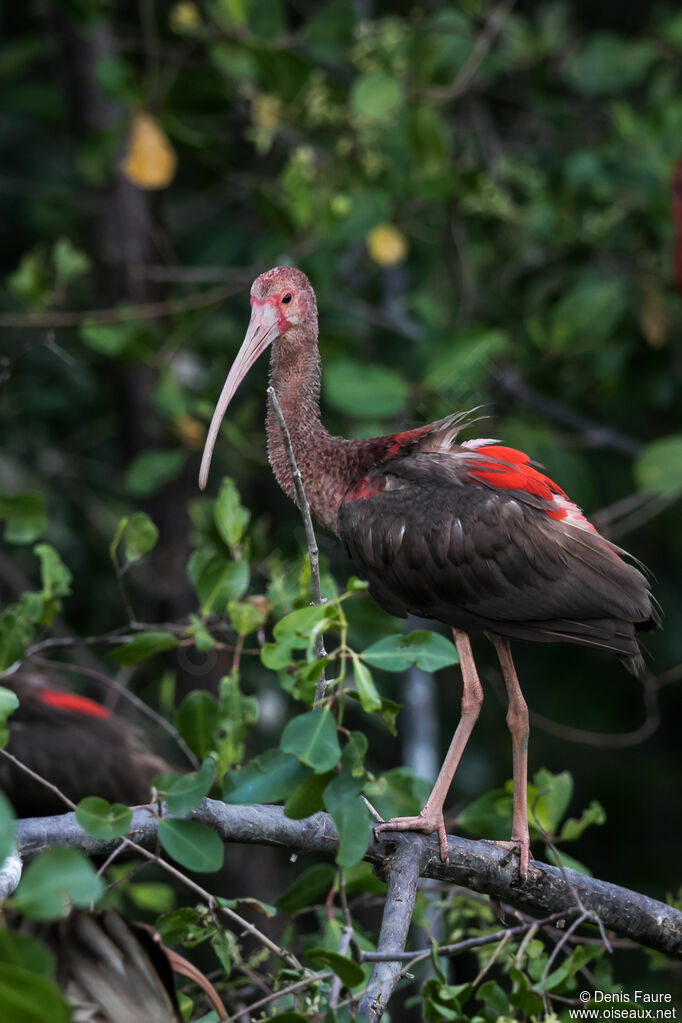 Ibis rouge