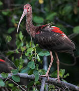 Ibis rouge